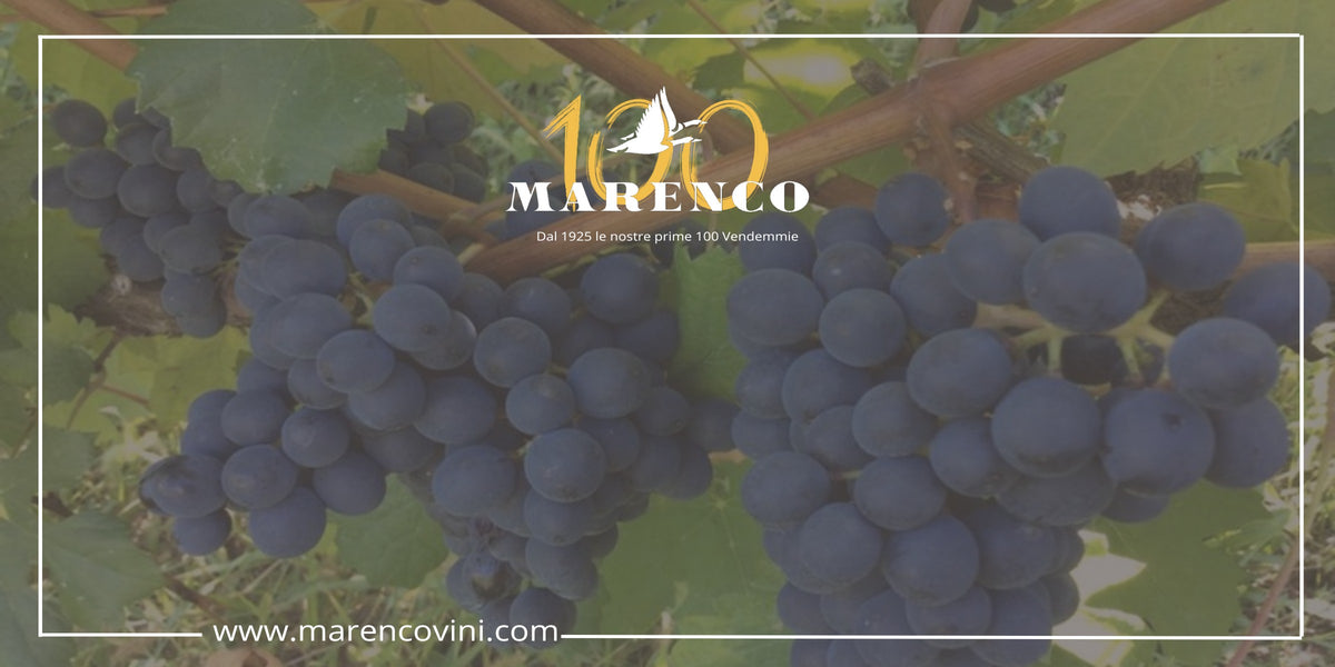 Albarossa: Storia di un Vitigno