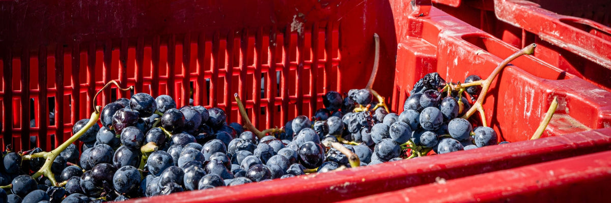 Barbera