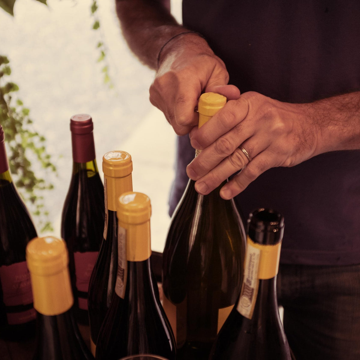 Sfumature di Barbera